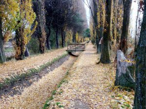 Acequia de Laguna de Duero